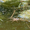 Fishing Spider