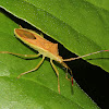 Leaf-footed Bug