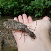 Dobsonfly