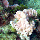 White Lumpy Encrusting Sponge