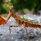 Indian Flower Mantis aka mantis