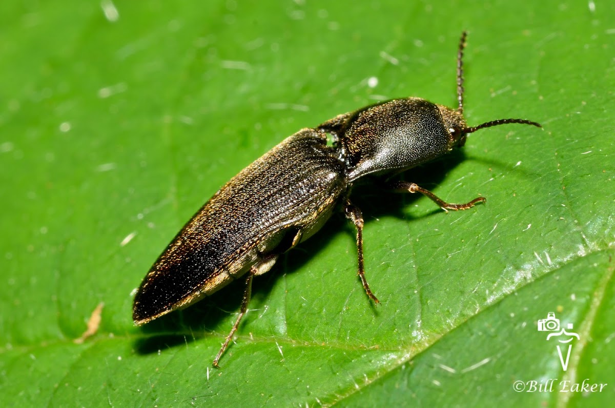 Unknown Click Beetle