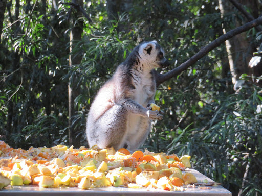 Monkeying Around in South Africa 2017