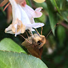 Umber Skipper