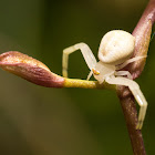 Oncidium Sharry Baby spider