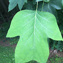 Tulip Poplar/Tulip Tree