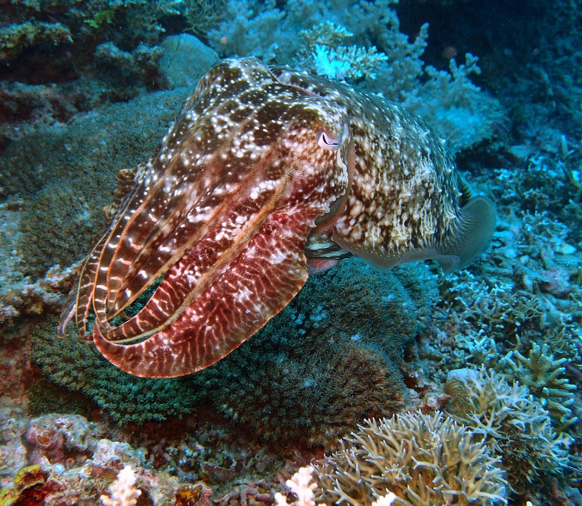 Broadclub Cuttlefish