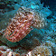 Broadclub Cuttlefish