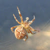 European Garden Spiders