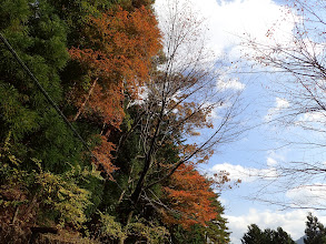 車道沿いの紅葉