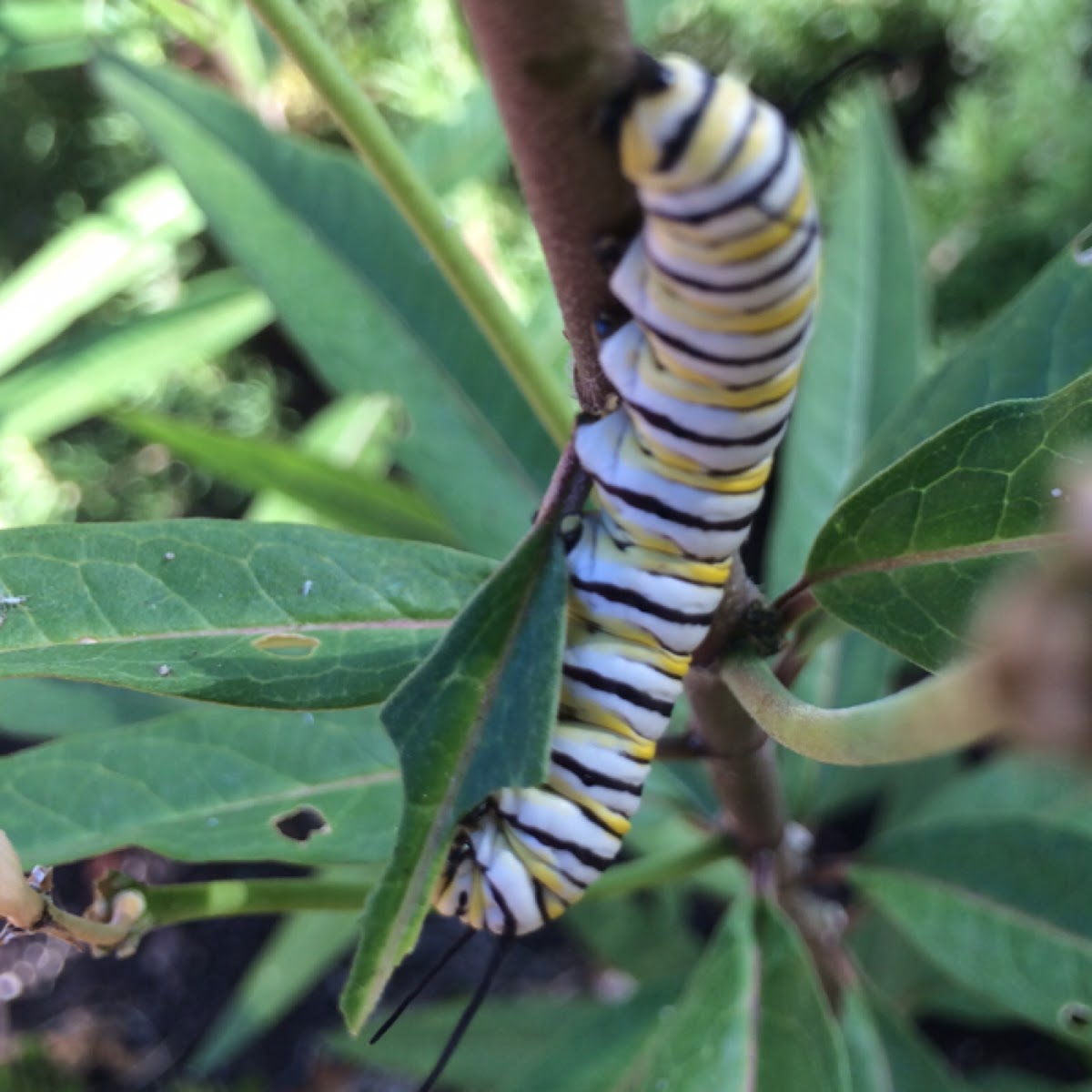 Monarch Caterpiller