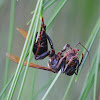 Brown Paper Wasp