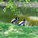 Canada Goose