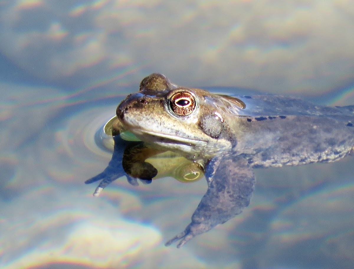 European Grass Frog