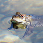 European Grass Frog