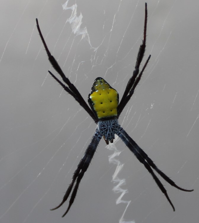 Orb spider