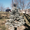 Blue spruce