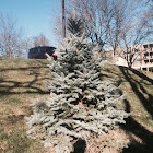 Blue spruce