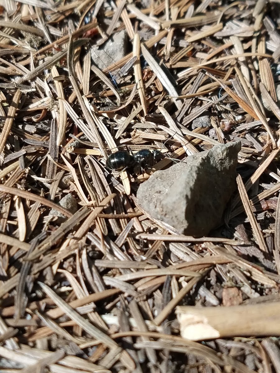 Black Field Ant Queen