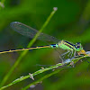 Damselfly