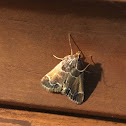 Meal Moth