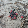 Box Elder Bugs