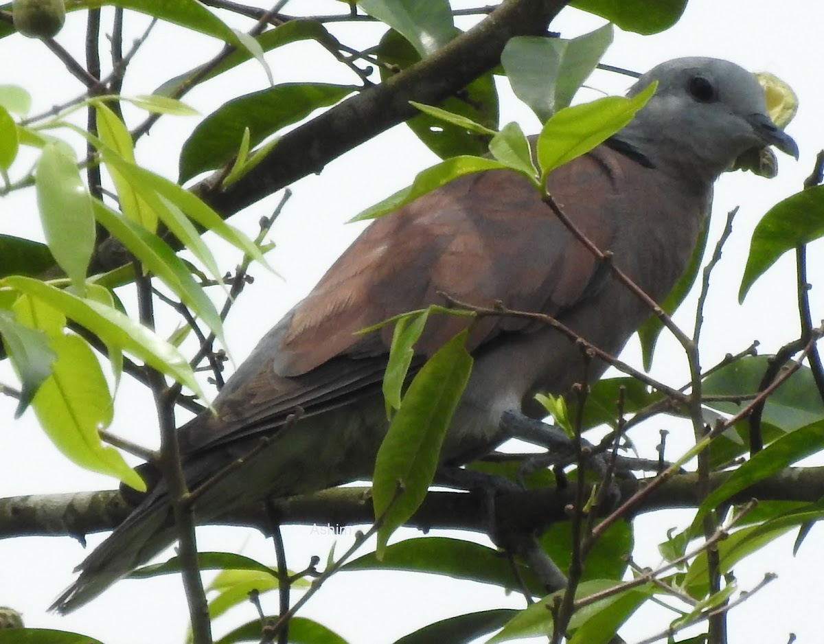 Red Collared dove