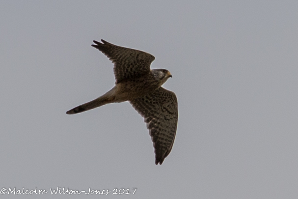 Kestrel; Cernícalo Real