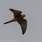 Kestrel; Cernícalo Real