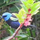 Blue-hooded Tanager