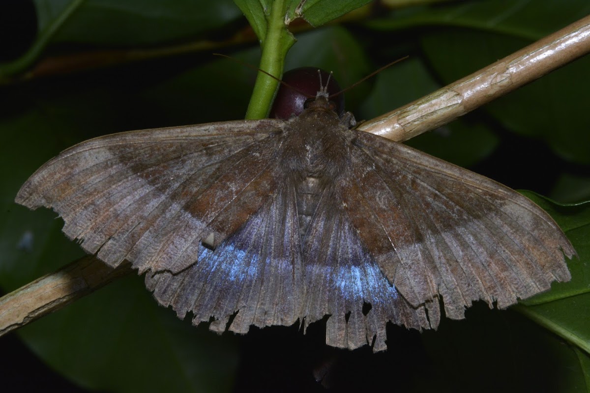 Erebid Moth