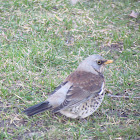 Fieldfare