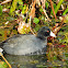 American Coot