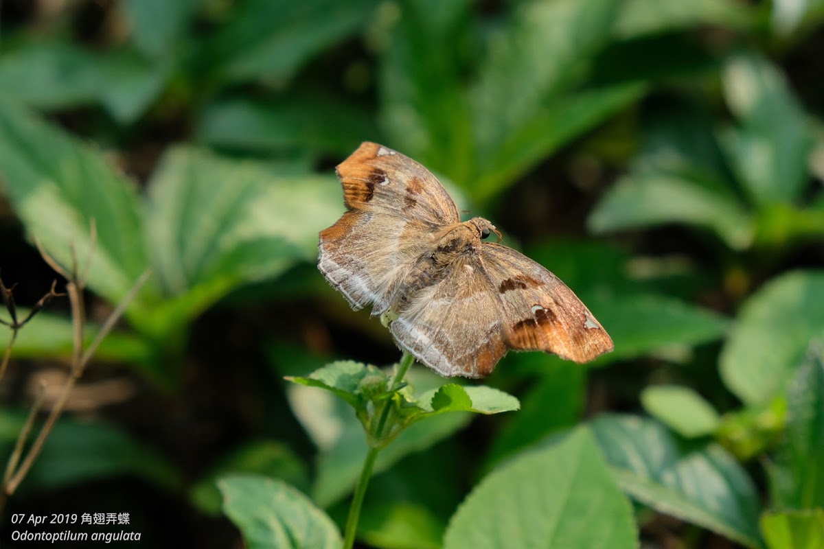 Odontoptilum angulata 角翅弄蝶