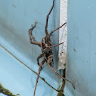 Brazilian wolf spider