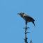 House Wren