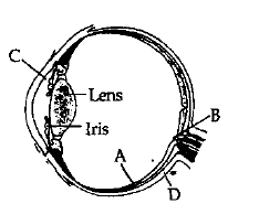 Eyes (Organs of Sight)