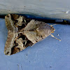 Indomitable Melipotis Moth