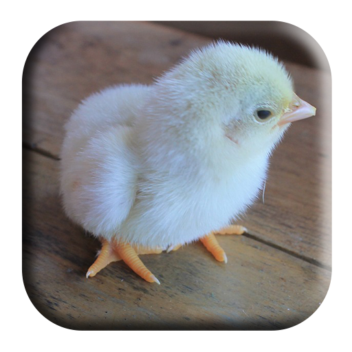 Baby Chick Sounds