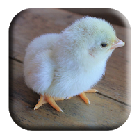 Baby Chick Sounds