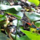 ORANGE-TAILED MARSH DART