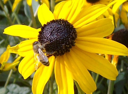 Giallonero e....nerogiallo di patapam