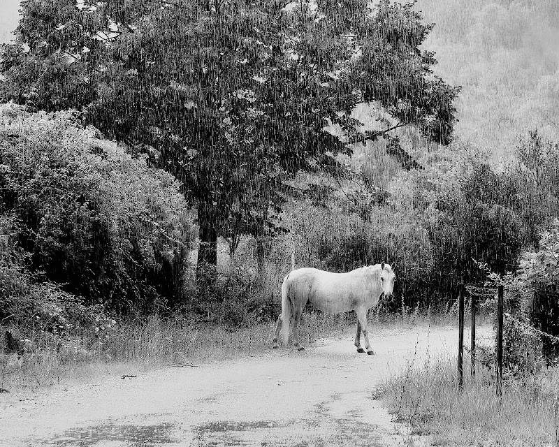 Cavallo bianco su strada bianca di mateo73