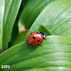 Seven-spot ladybird