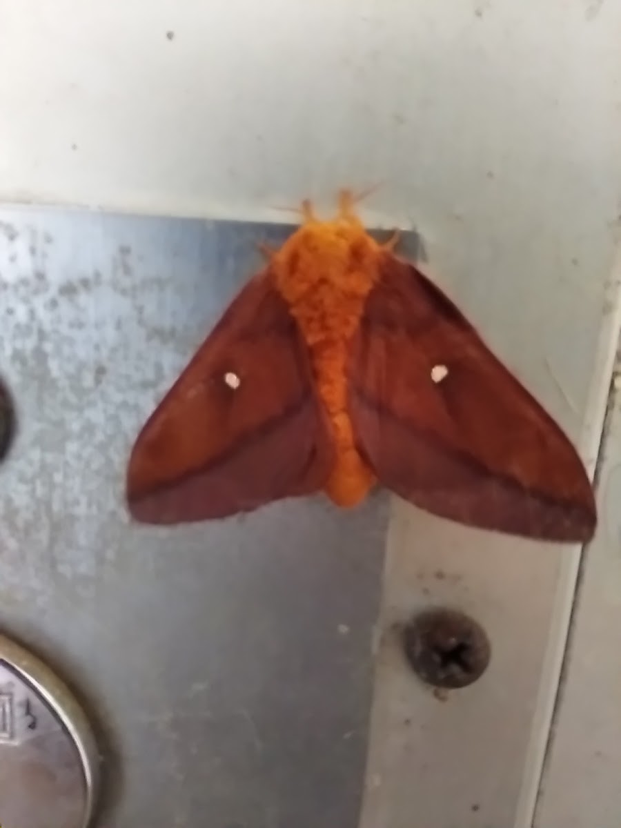 Pink-striped oakworm moth