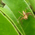 Lynx spider