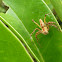 Lynx spider