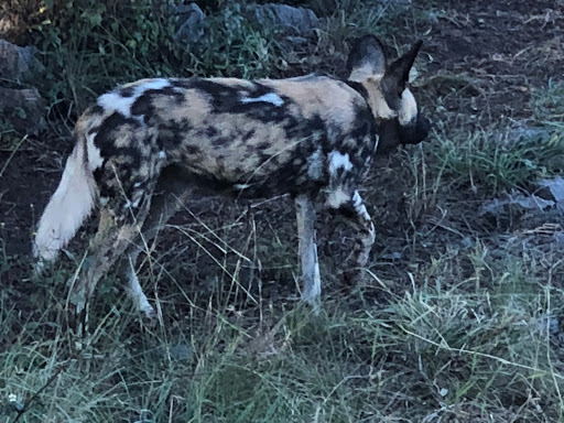 New & Improved Lions Park South Africa 2018