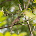 Yellow-billed Cuckoo