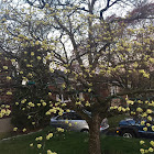 White dogwood tree